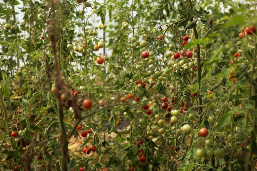 Constituée de maraîchers et jardiniers, Kaol Kozh défend le droit ancestral des paysans à produire leurs propres semences, des graines reproductibles et libres de droit, adaptées au terroir.