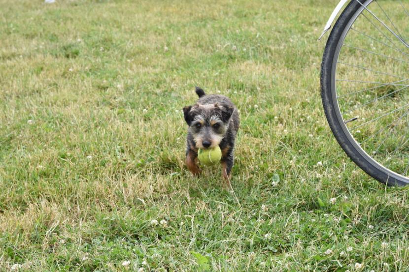 Chien qui joue dans un espace vert