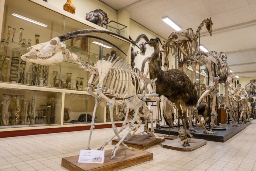 Habituellement réservés à l'enseignement et à la recherche, les fonds zoologiques, géologiques et botaniques de l'Université Rennes 1 s'ouvrent au grand public   