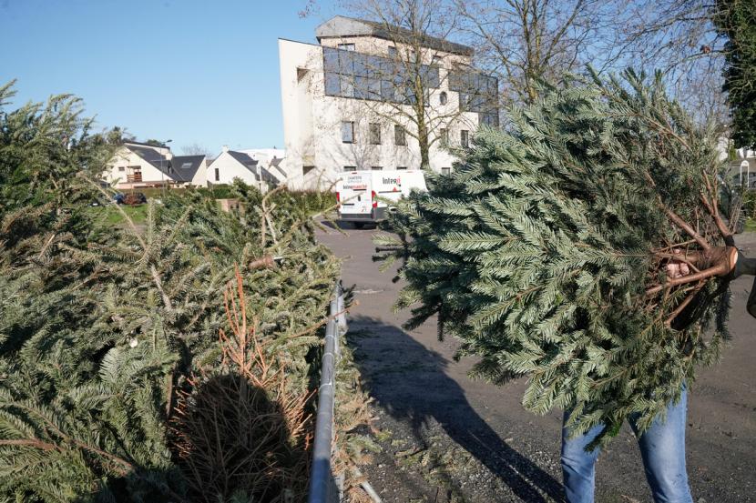 Une personne déposant un sapin