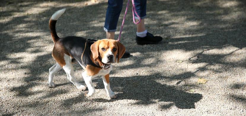 un chien chien en balade