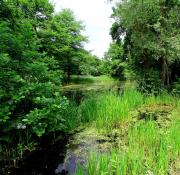 Le marais, au coeur du parc de Bréquigny.