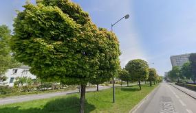 Un alignement d'érables de 1960 le long du boulevard Louis-Volclair, dans le quartier du Blosne,