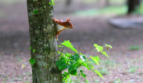 un écureuil en forêt