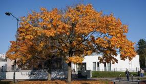 La Ville donne de la valeur à ses arbres