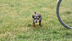 Un grand terrain de jeu pour les chiens aux Prairies Saint-Martin