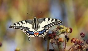 Le grand porte-queue, appelé aussi machaon: une espèce de papillon observable à Rennes