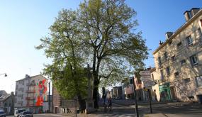 Une carte interactive vous invite à découvrir 38000 arbres dans Rennes