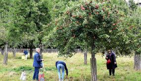 Le mercredi, c'est cueillette de pommes au Landry! 